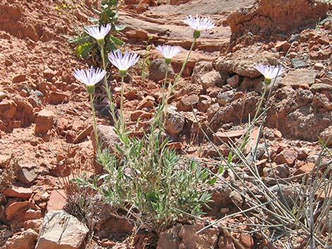 Desert Aster (Xylorhiza tortifolia)