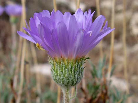 Desert Aster (Xylorhiza tortifolia)