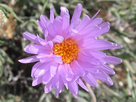 Desert Aster (Xylorhiza tortifolia)