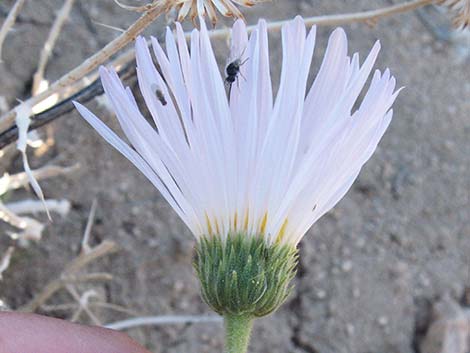 Desert Aster (Xylorhiza tortifolia)