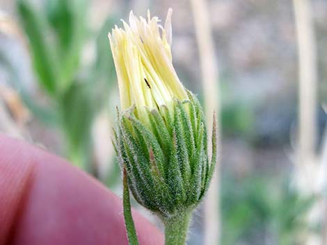 Desert Aster (Xylorhiza tortifolia)