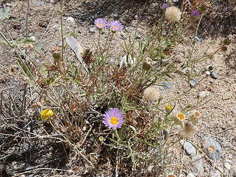 Desert Aster (Xylorhiza tortifolia)