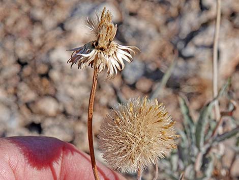 Desert Aster (Xylorhiza tortifolia)