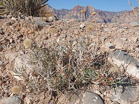 Desert Aster (Xylorhiza tortifolia)