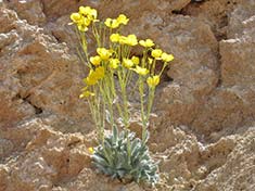 Desert Wildflowers