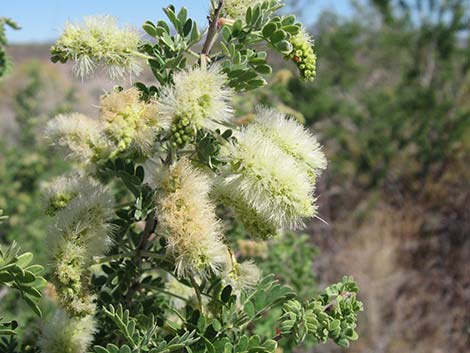 Catclaw Acacia (Acacia greggii)