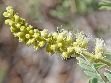 Catclaw Acacia (Acacia greggii)