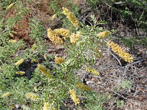 Catclaw Acacia (Acacia greggii)