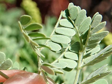 Catclaw Acacia (Acacia greggii)