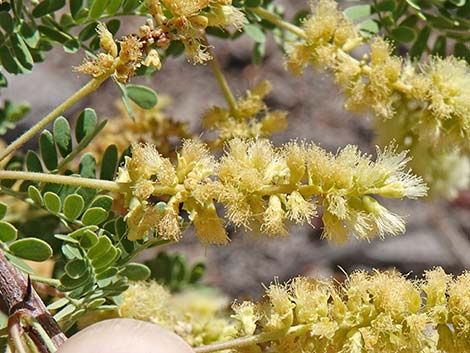 Catclaw Acacia (Acacia greggii)