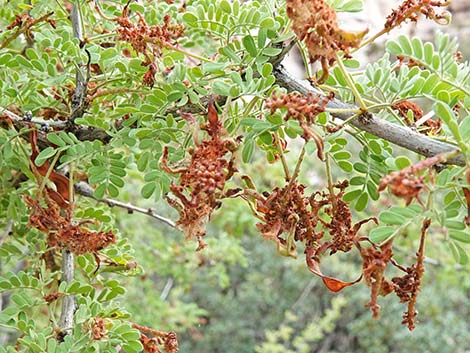 Catclaw Acacia (Acacia greggii)