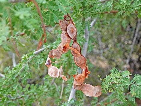 Catclaw Acacia (Acacia greggii)