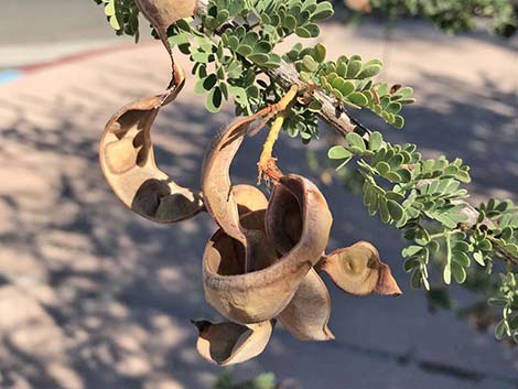 Catclaw Acacia (Acacia greggii)