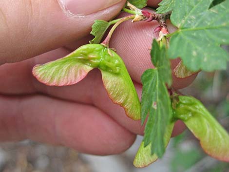 Rocky Mountain Maple (Acer glabrum var. diffusum)