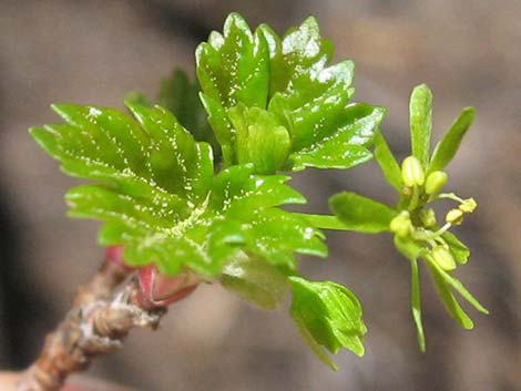 Rocky Mountain Maple (Acer glabrum var. diffusum)