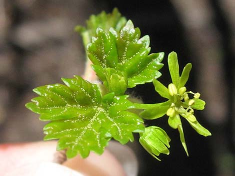 Rocky Mountain Maple (Acer glabrum var. diffusum)