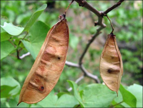 California Redbud (Cercis orbiculata)