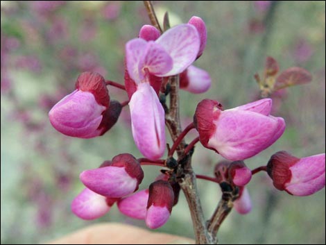 California Redbud (Cercis orbiculata)