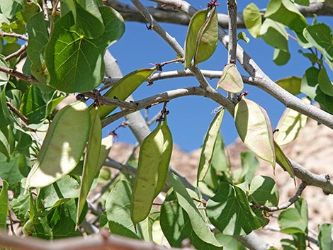 California Redbud (Cercis orbiculata)