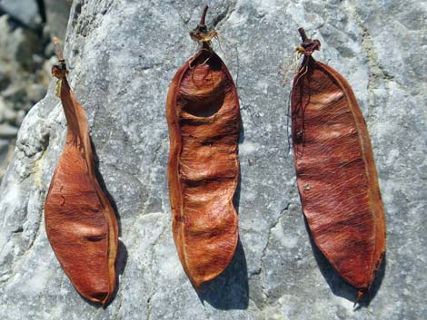 California Redbud (Cercis orbiculata)