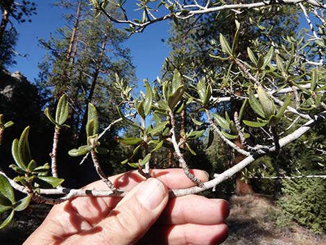 Curl-leaf Mountain Mahogany (Cercocarpus ledifolius)