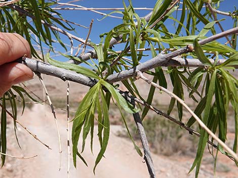 Desert Willow (Chilopsis linearis)