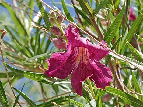 Desert Willow (Chilopsis linearis)