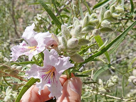 Desert Willow (Chilopsis linearis)