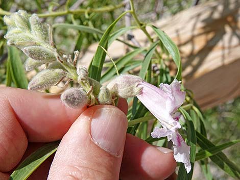 Desert Willow (Chilopsis linearis)