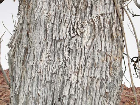 Velvet Ash (Fraxinus velutina)