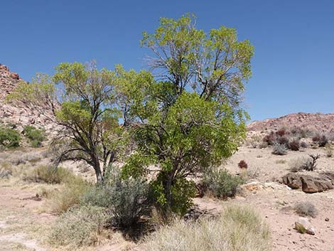 Velvet Ash (Fraxinus velutina)