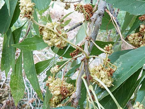 Velvet Ash (Fraxinus velutina)