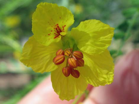 Foothill Paloverde (Cercidium microphyllum)