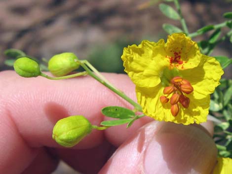 Foothill Paloverde (Cercidium microphyllum)