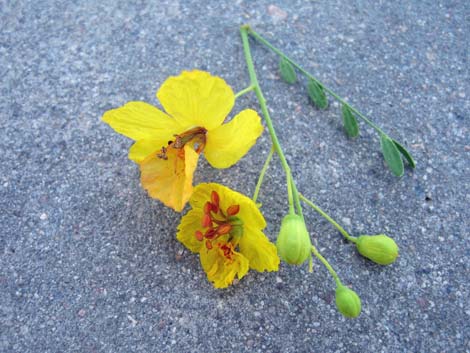 Foothill Paloverde (Cercidium microphyllum)