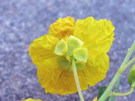 Foothill Paloverde (Cercidium microphyllum)