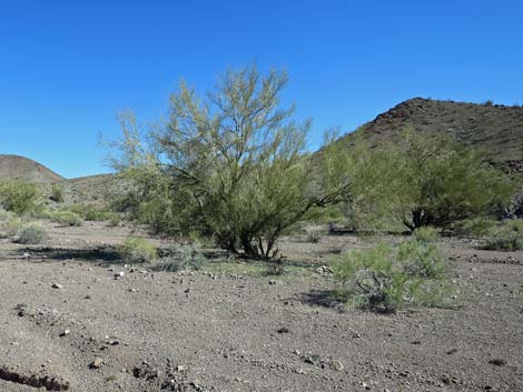 Foothill Paloverde (Cercidium microphyllum)