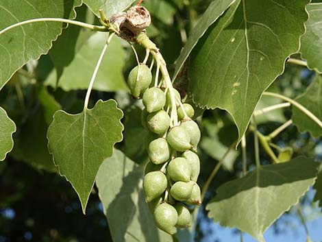 Fremont's Cottonwood (Populus fremontii)