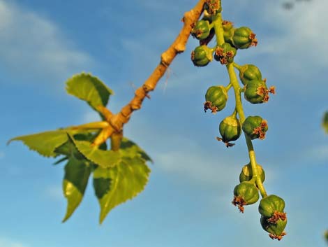 Fremont's Cottonwood (Populus fremontii)