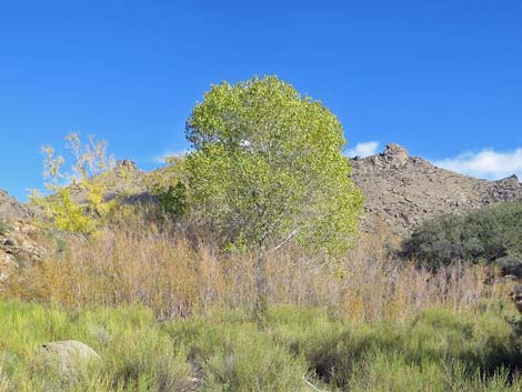 Fremont's Cottonwood (Populus fremontii)