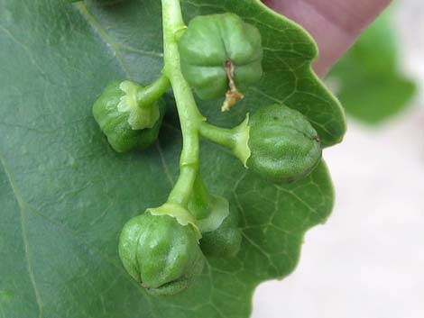 Fremont's Cottonwood (Populus fremontii)