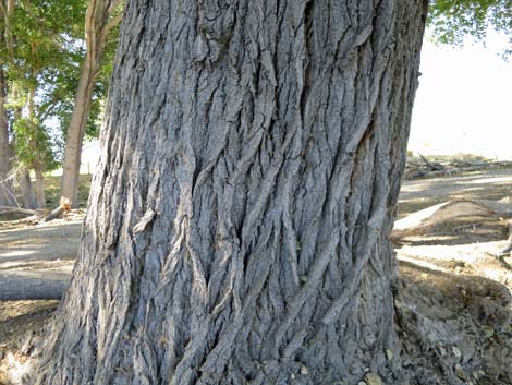 Fremont's Cottonwood (Populus fremontii)