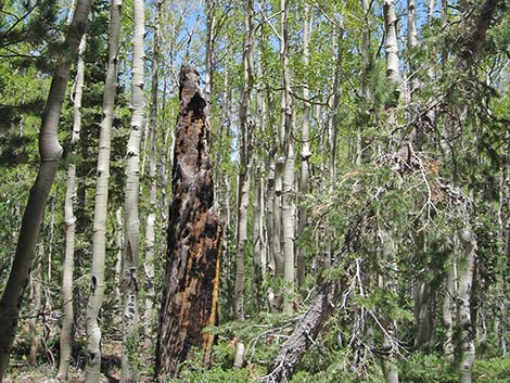 Quaking Aspen (Populus tremuloides)