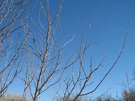 Honey Mesquite (Prosopis glandulosa)