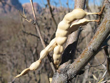 Honey Mesquite (Prosopis glandulosa)