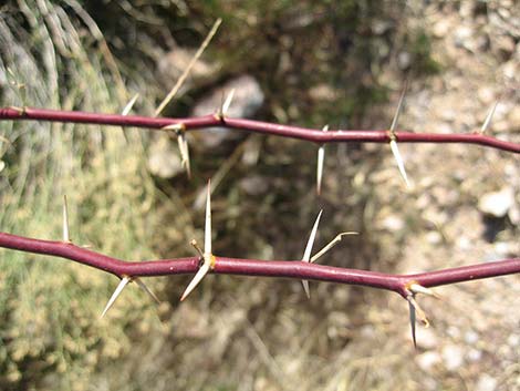 Honey Mesquite (Prosopis glandulosa)