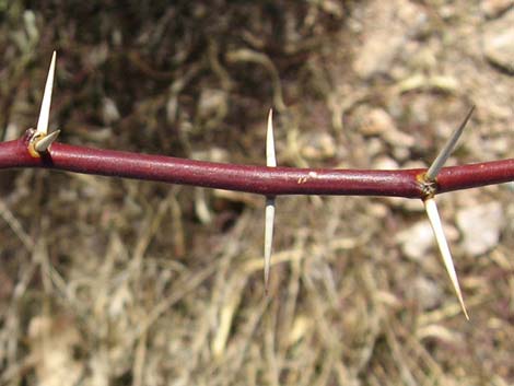 Honey Mesquite (Prosopis glandulosa)