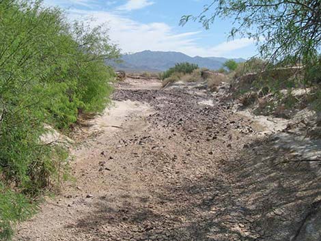 Honey Mesquite (Prosopis glandulosa)