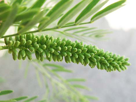 Honey Mesquite (Prosopis glandulosa)