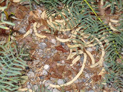 Honey Mesquite (Prosopis glandulosa)